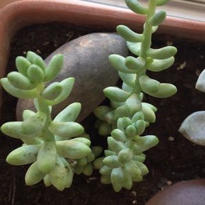 Meet your Posher, Leeann